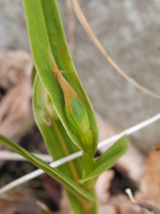 Pterostylis cardiostigma