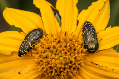 Acmaeodera flavopicta