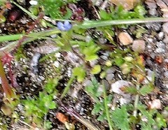 Veronica arvensis