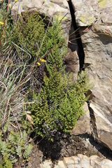 Cheilanthes quadripinnata