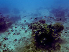 Heniochus diphreutes