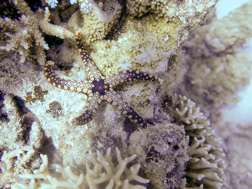 Fromia heffernani