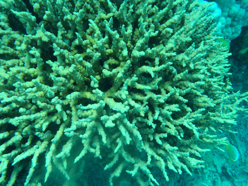 Echinopora horrida