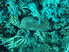 Ctenactis
