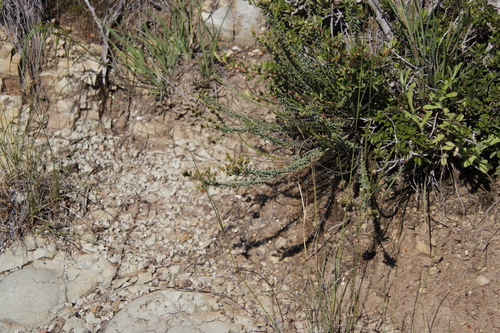 Image of Selago galpinii by (c) Tony Rebelo, some rights reserved (CC BY-SA)