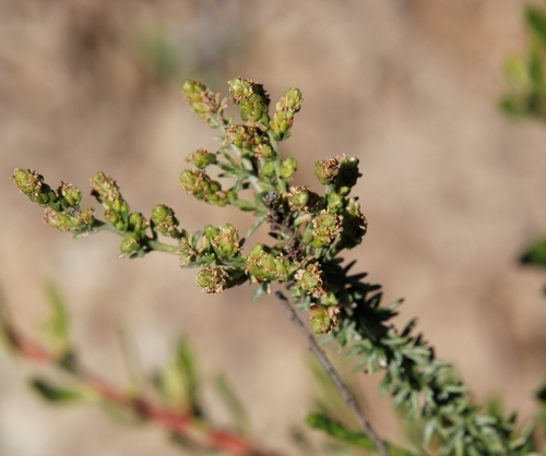 Image of Selago galpinii by (c) Tony Rebelo, some rights reserved (CC BY-SA)