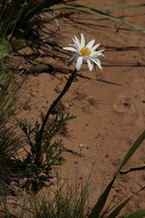 Knowltonia tenuifolia