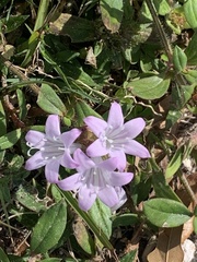 Richardia grandiflora