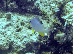 Amblyglyphidodon leucogaster