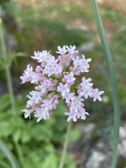Valeriana dioica