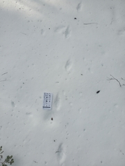 Vulpes vulpes fulvus