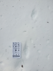 Vulpes vulpes fulvus