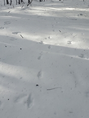 Vulpes vulpes fulvus