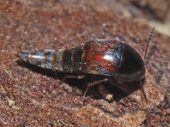 Sepedophilus marshami