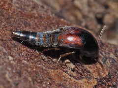 Sepedophilus marshami