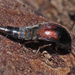 Sepedophilus marshami - Photo (c) Felix Riegel, some rights reserved (CC BY-NC), uploaded by Felix Riegel