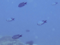 Abudefduf whitleyi