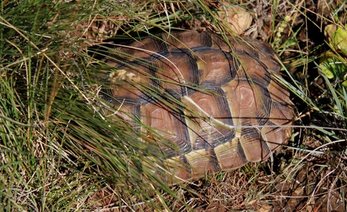 Greater Padloper