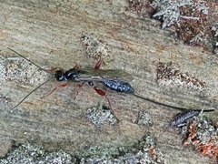 Odontocolon dentipes