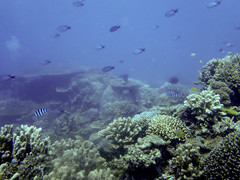 Abudefduf whitleyi