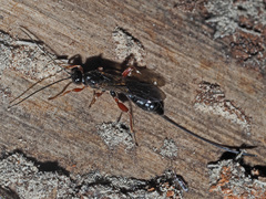 Odontocolon dentipes