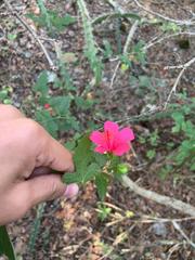 Hibiscus poeppigii