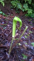 Arisaema tortuosum