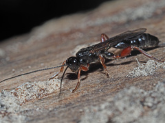 Odontocolon dentipes