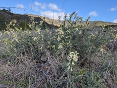 Astragalus curtipes