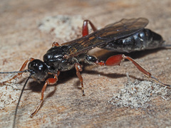 Odontocolon dentipes