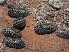 Armadillidium pulchellum