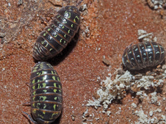 Armadillidium pulchellum
