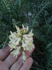 Astragalus trichopodus lonchus
