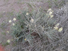 Astragalus trichopodus lonchus