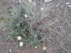 Astragalus trichopodus lonchus