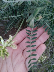 Astragalus trichopodus lonchus