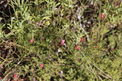 Jamesbrittenia breviflora