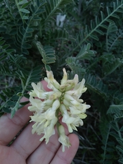 Astragalus trichopodus lonchus
