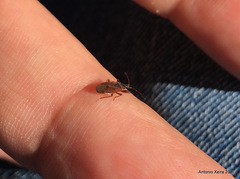 Gastrodes abietum