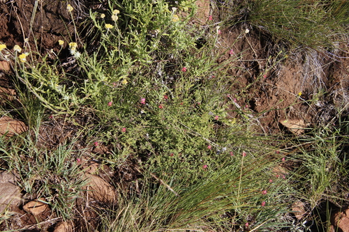 Image of Jamesbrittenia breviflora by (c) Tony Rebelo, some rights reserved (CC BY-SA)