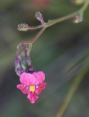 Jamesbrittenia breviflora
