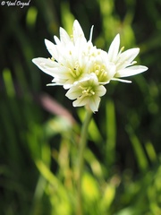 Allium erdelii