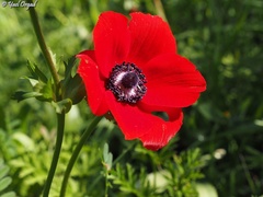 Anemone coronaria