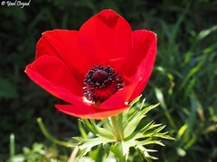 Anemone coronaria