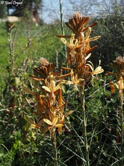 Asphodeline lutea