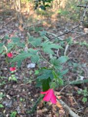 Hibiscus poeppigii