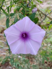 Ipomoea cairica