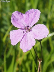 Erodium subintegrifolium