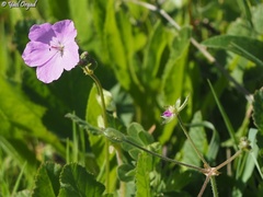 Erodium subintegrifolium
