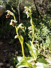 Ophrys umbilicata
